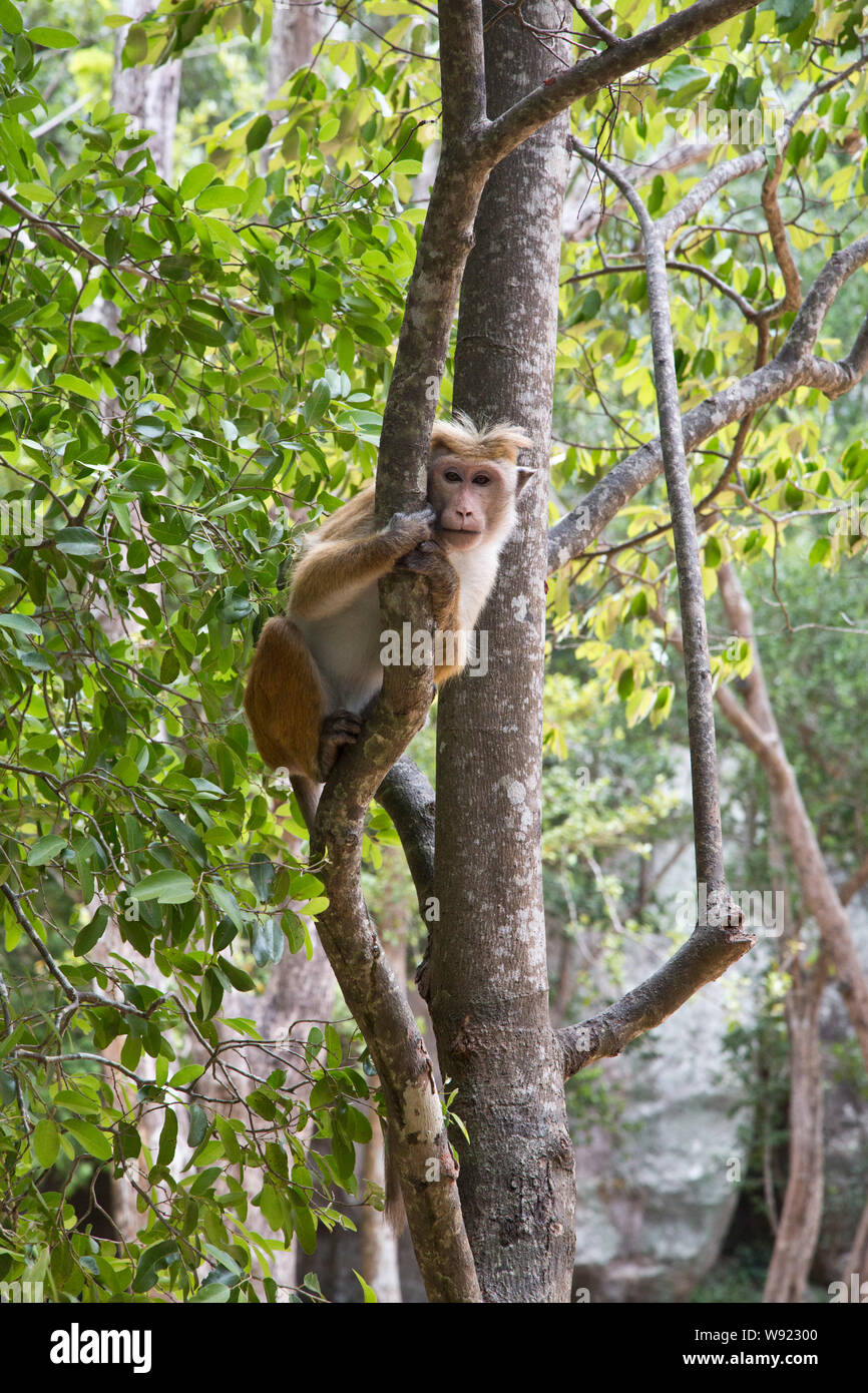 South asia wildlife hi-res stock photography and images - Alamy