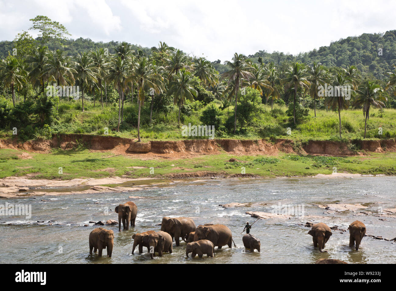 Sri lanka elephant village hi-res stock photography and images - Alamy