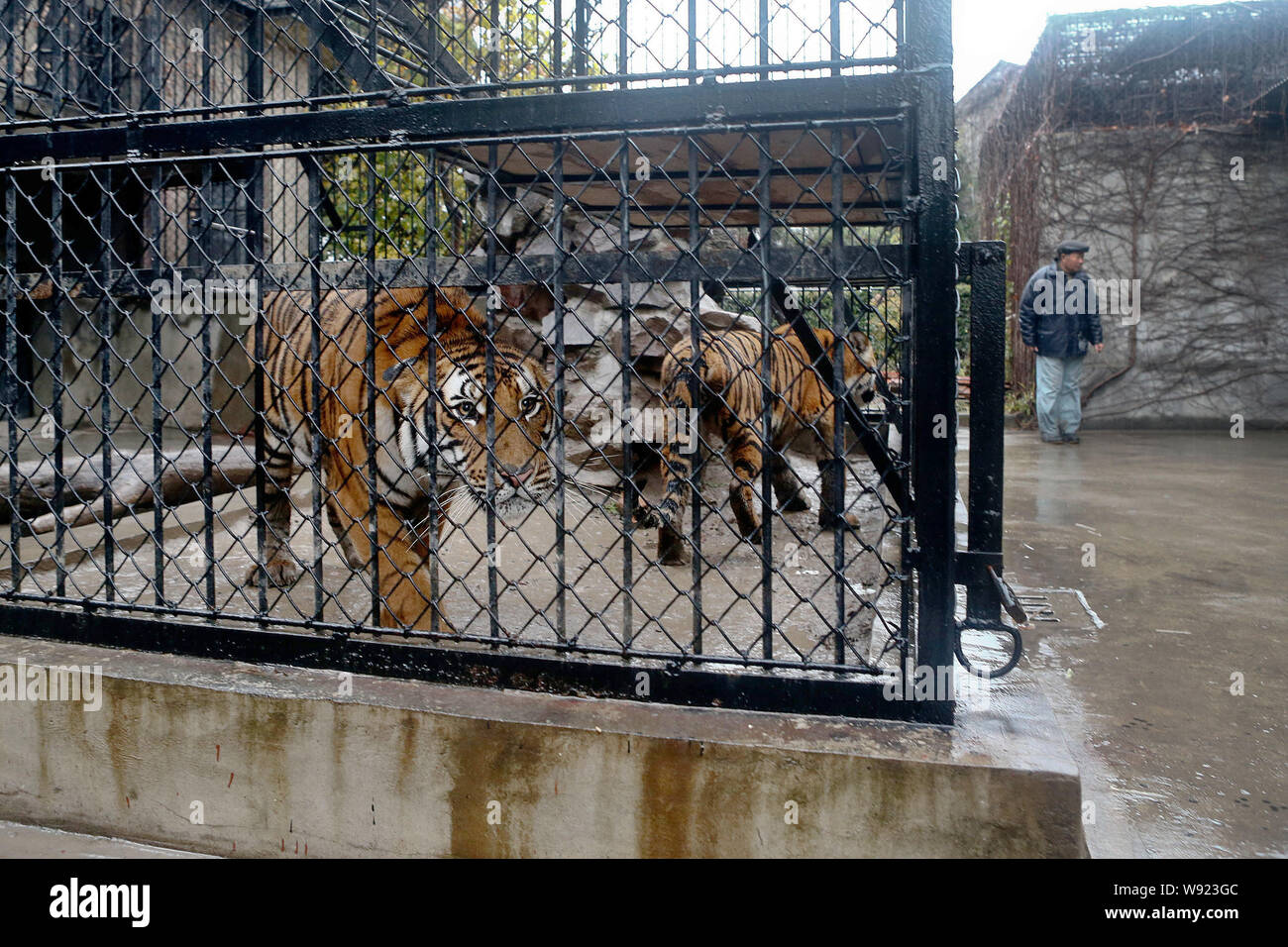 South China tigers are caged inside their enclosure at the breeding center of the Shanghai Zoo in Shanghai, China, 17 December 2013.   A keeper at the Stock Photo