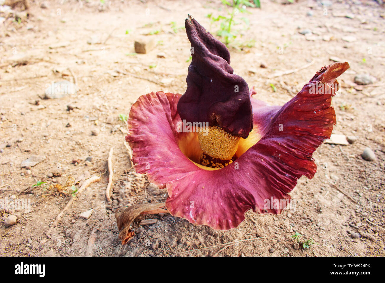 Amorphophallus from indonesia hi-res stock photography and images - Alamy