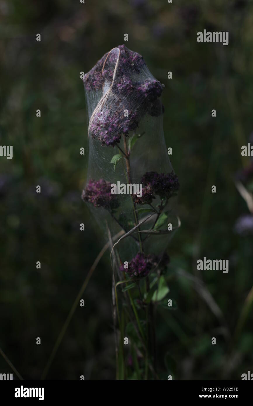 Natural World Beauty - 'Proserpine's Sorrow'  - A Purple Flower encased in a dense shroud & layer upon layer of fine white textured spiders-web. Stock Photo