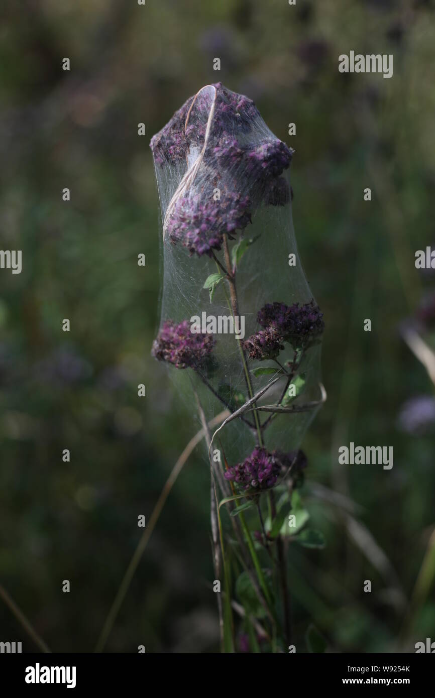 Natural World Beauty - 'Proserpine's Sorrow'  - A Purple Flower encased in a dense shroud & layer upon layer of fine white textured spiders-web. Stock Photo