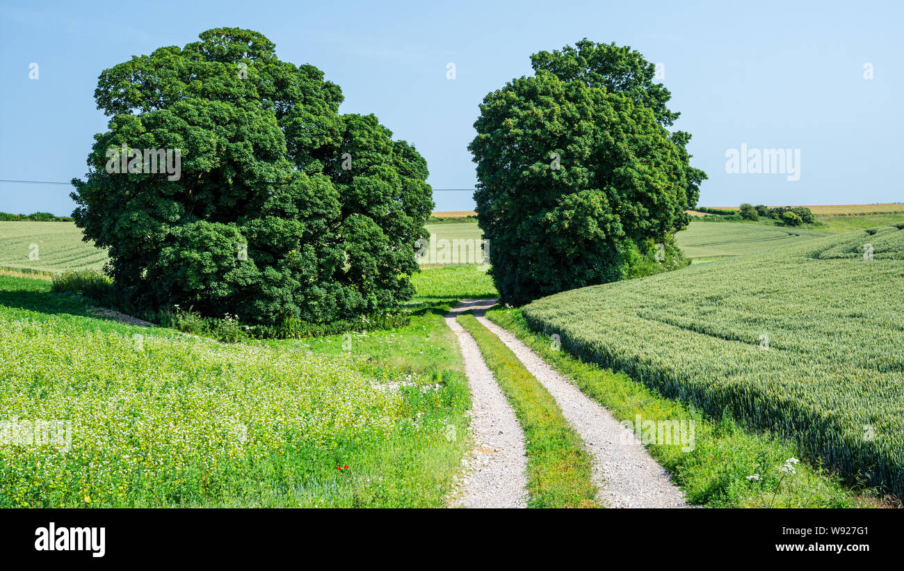 A pair of trees stand over a rough farm track through fields of meadow flowers and cereal crops on the rolling landscape of the Dorset Downs hills. Stock Photo