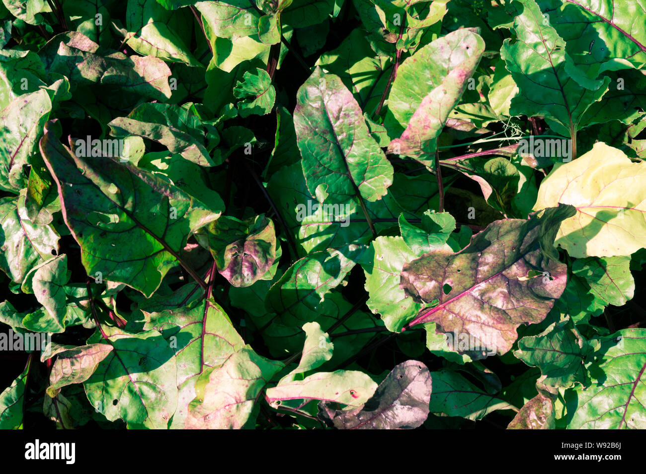The natural backdrop of the beet leaves. Vegetable texture background