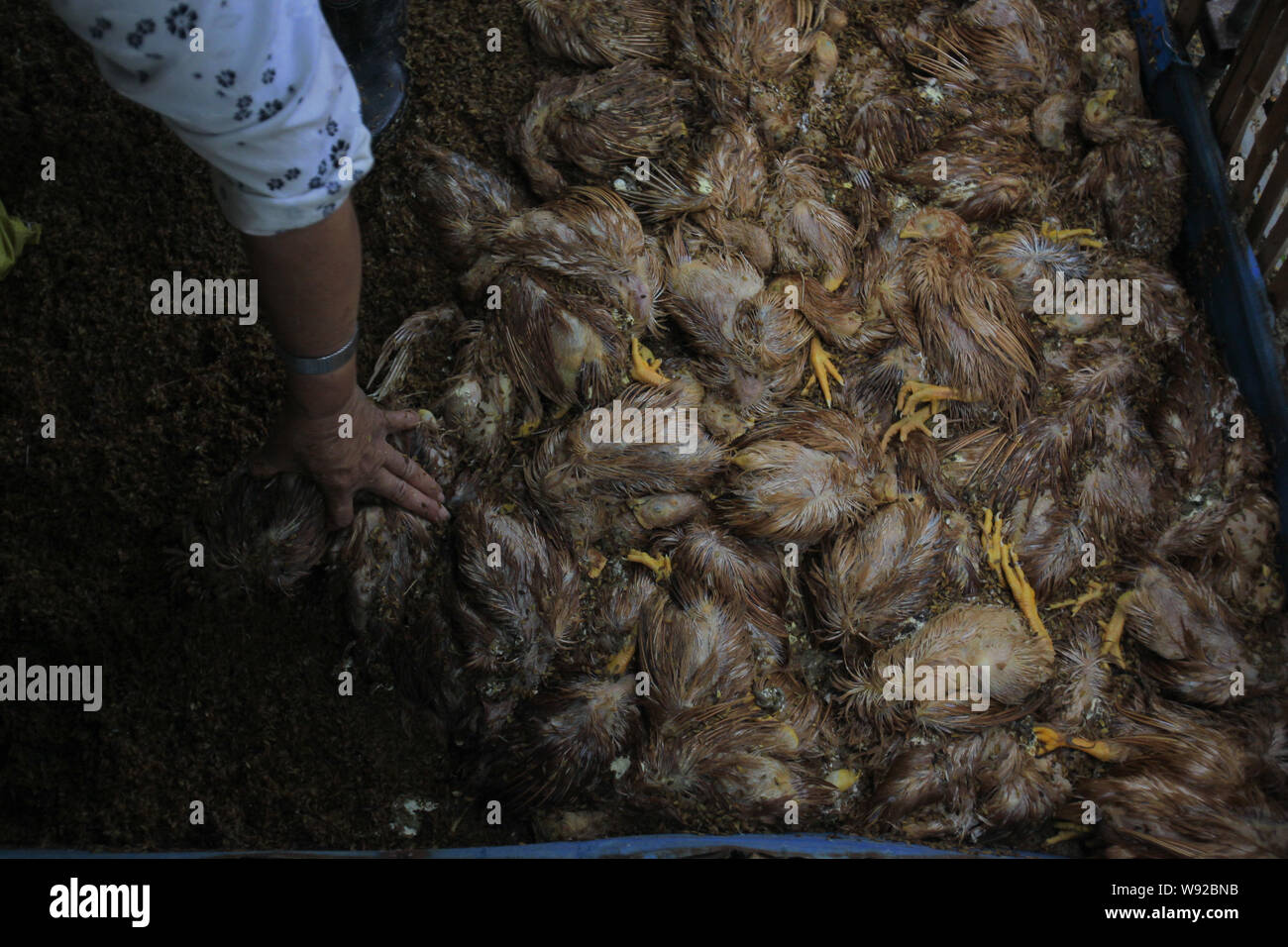--FILE--A Chinese farmer clears dead chickens at her poultry farm in Mudan village, Zhujing town, Jinshan district, Shanghai, China, 18 June 2012.   T Stock Photo