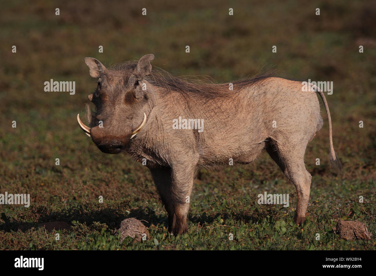 A Warthog (Phacochoerus africanus) at the Addo Elephant National Park, Eastern Cape, South Africa. Stock Photo