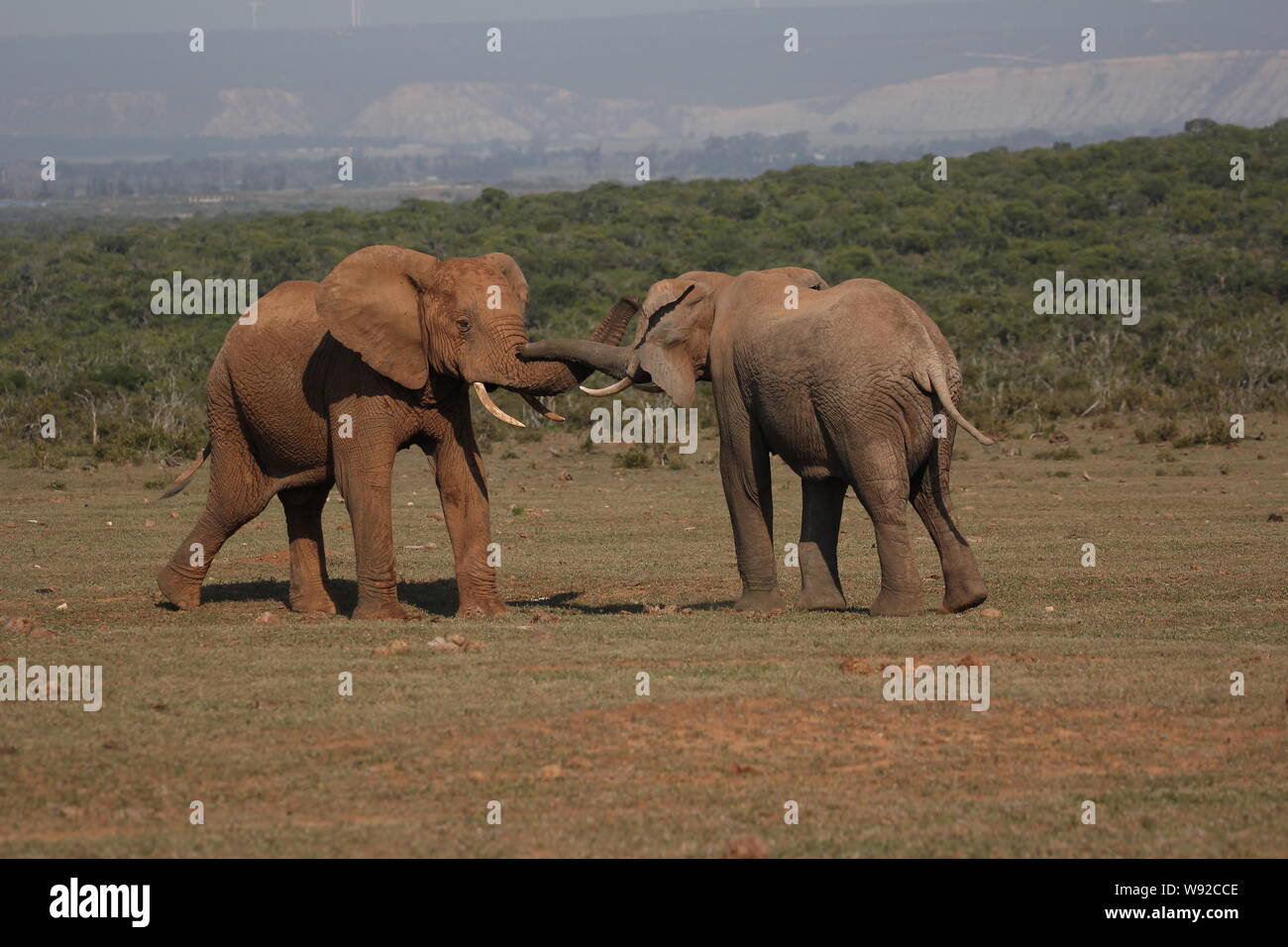 Elephant Bulls (Loxodonta africana) struggling near their herd at Addo Elephant National Park in South Africa. Stock Photo