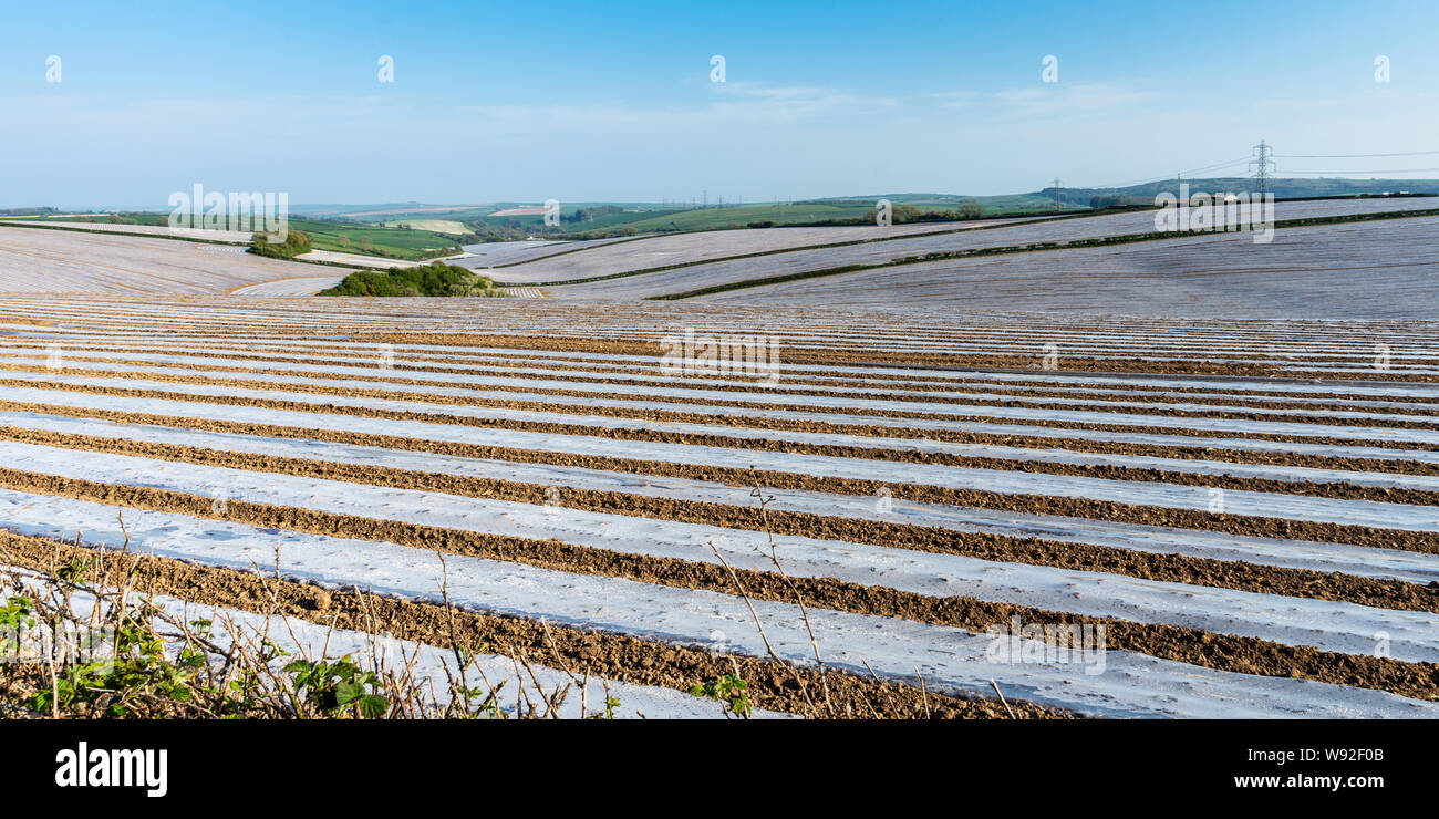 Regimented rows of single use plastic mulch sheets cover germinating crops on farmland near Dorchester on England's rolling Dorset Downs hills. Stock Photo