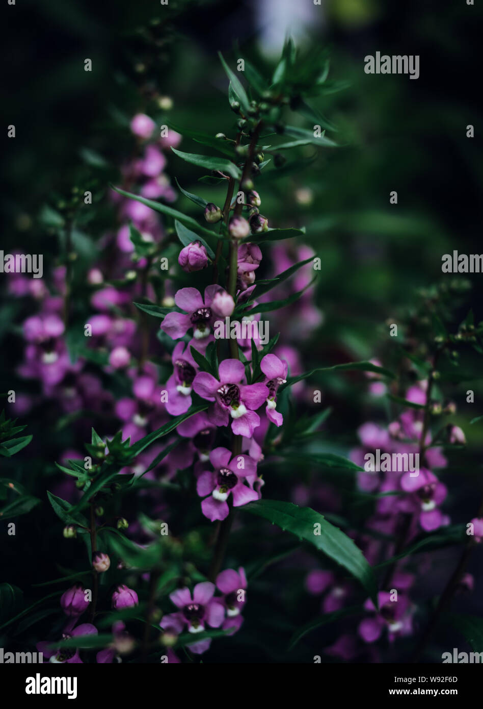 Blooming of little purple flowers Stock Photo - Alamy