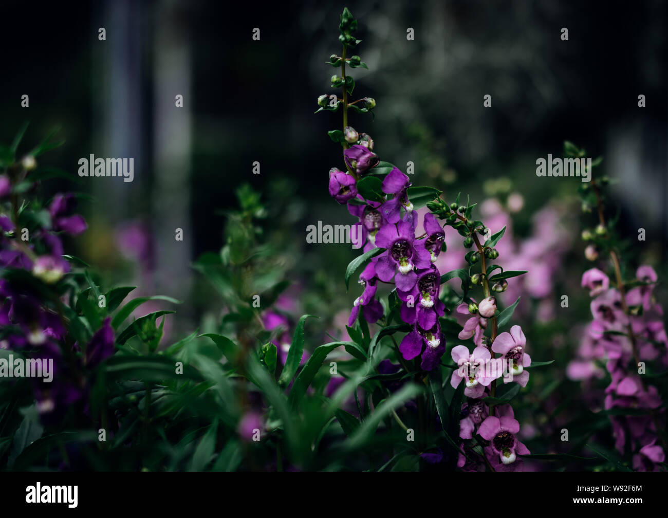Blooming of little purple flowers Stock Photo - Alamy
