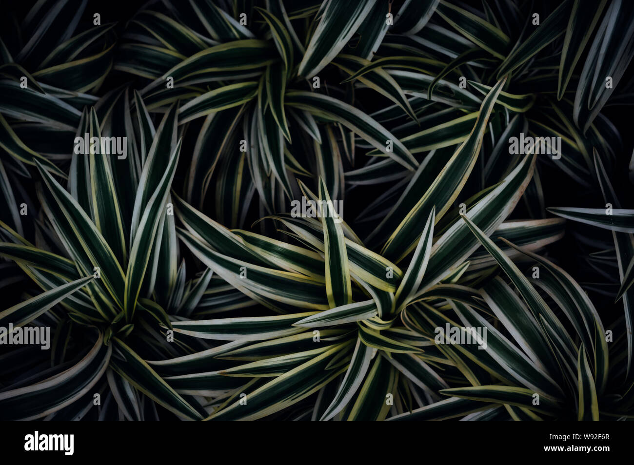 The Stripe pattern of leaves Stock Photo Alamy