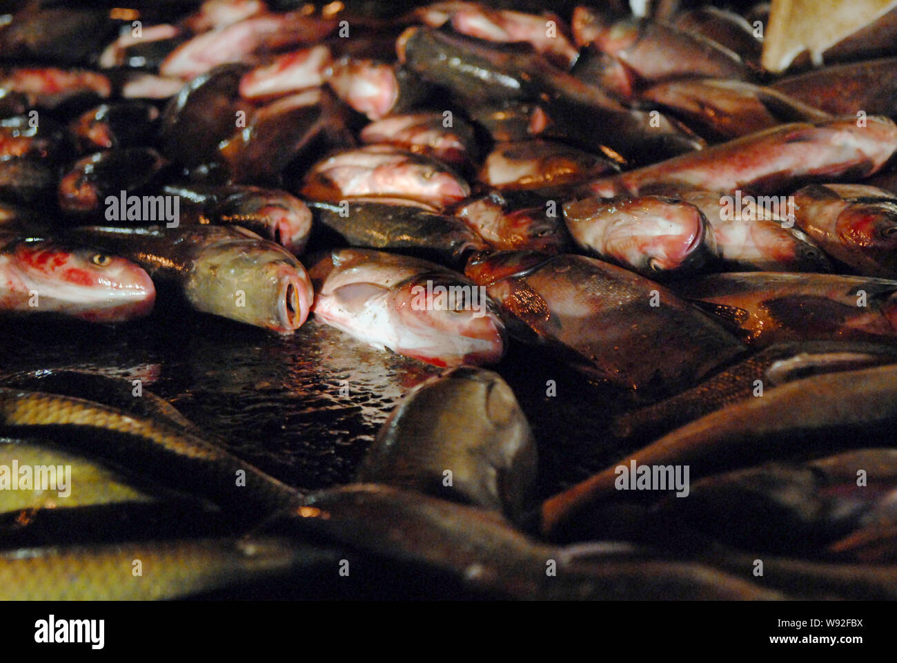 Fish are seen on the road after a truck loaded with it collided with a car and overturned in Yichang city, central Chinas Hubei province, 13 November Stock Photo