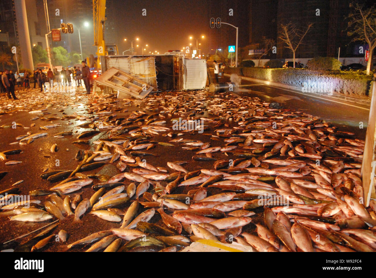 Fish are seen on the road after a truck loaded with it collided with a car and overturned in Yichang city, central Chinas Hubei province, 13 November Stock Photo