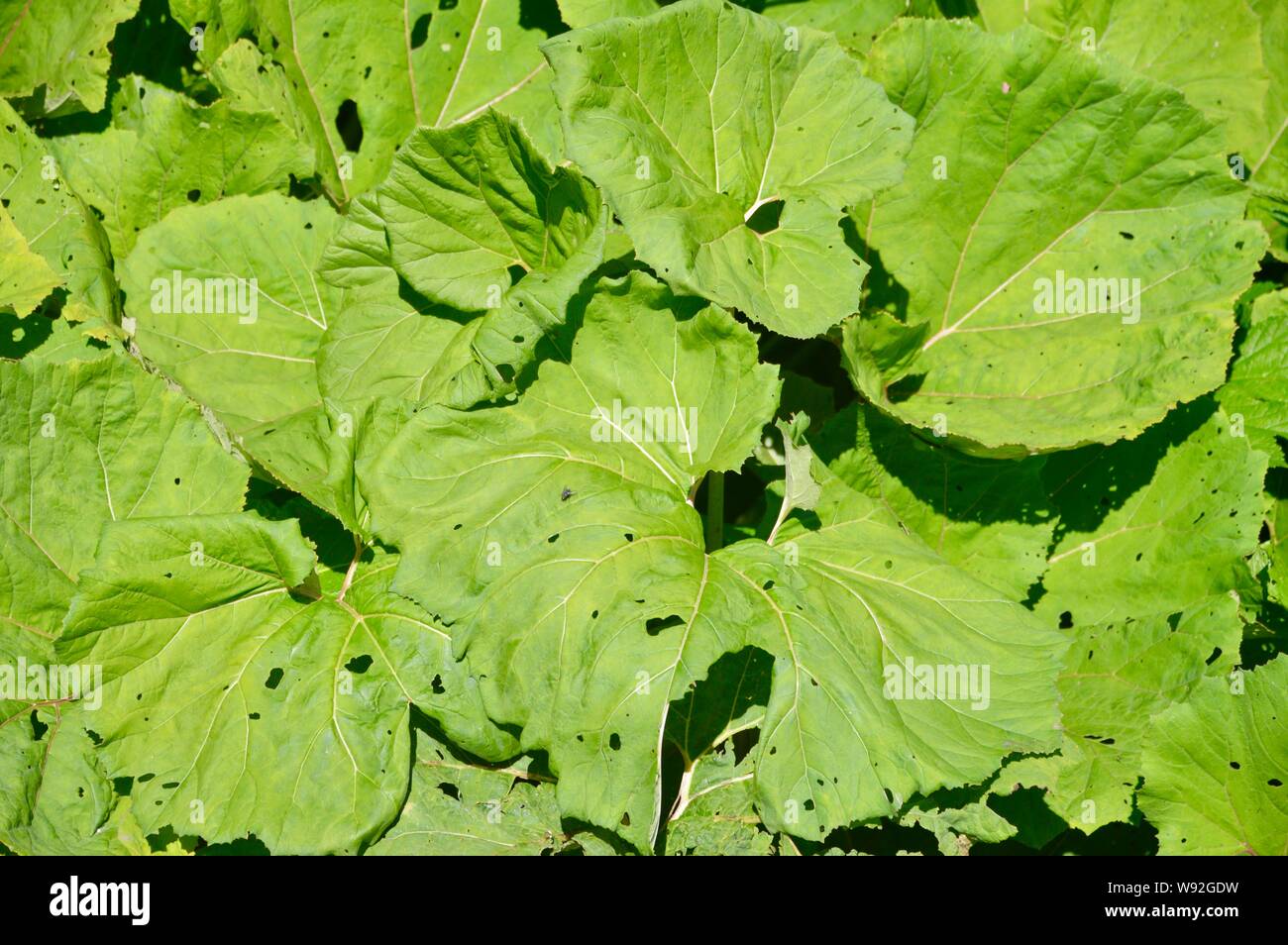 big lush green horsefoot leaves Stock Photo