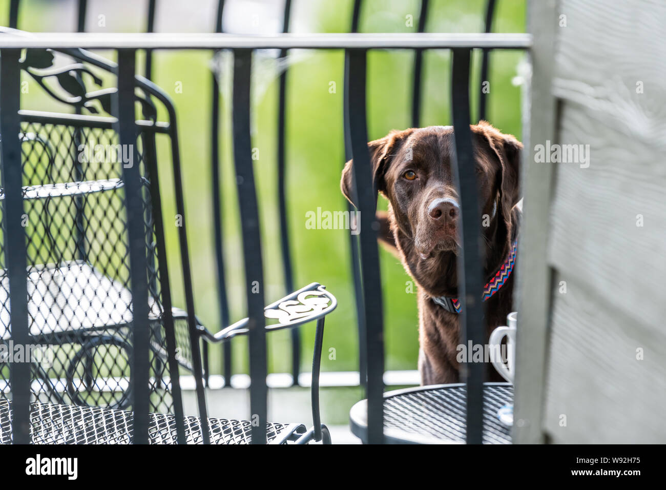 labrador for apartment