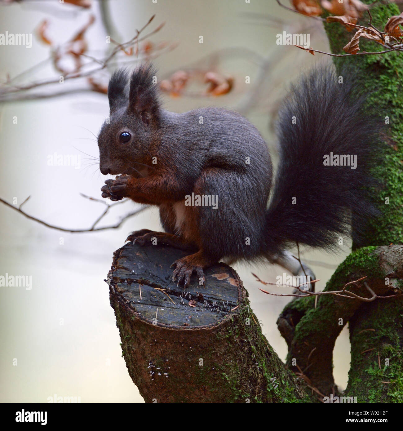 Red Squirrel / Europaeisches Eichhörnchen ( Sciurus vulgaris ), sitting in a tree, feeding on seeds, wildlife, Europe. Stock Photo