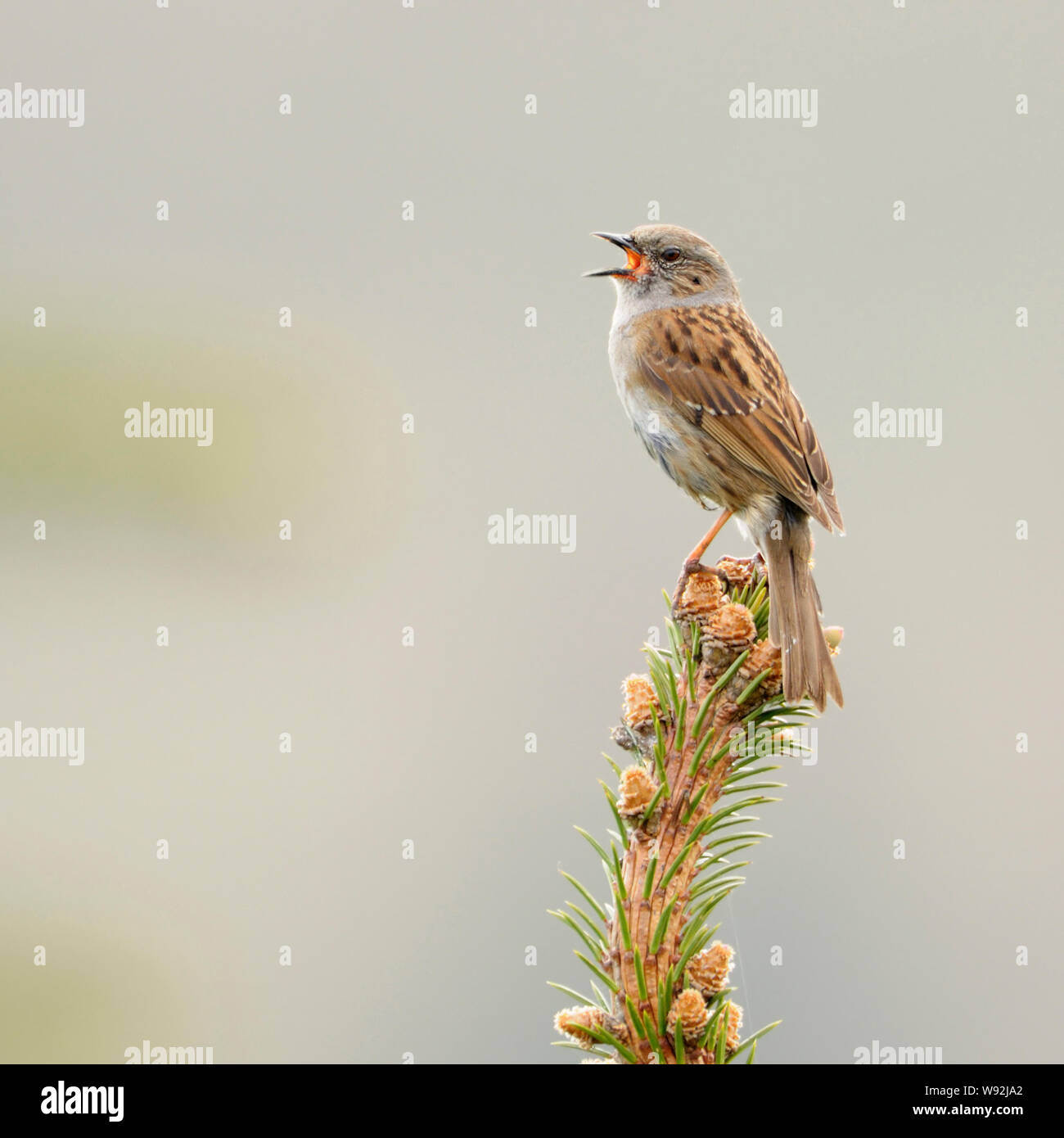 Dunnock / Heckenbraunelle ( Prunella modularis ) , songbird, perched on top of a conifer, singing in spring, courting, Europe. Stock Photo