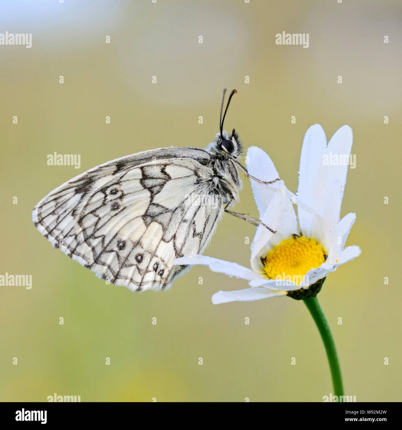 Marbled White / Schachbrettfalter ( Melanargia galathea ), male, resting on a blossoming flower (oxeye daisy), wildlife, Europe. Stock Photo