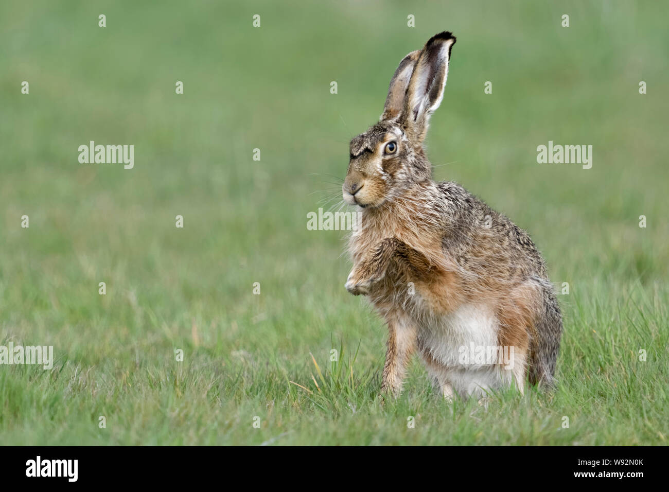 forfølgelse buste Terminologi Brown Hare / European Hare / Feldhase ( Lepus europaeus ), sitting in  grass, showing its front paw, giving paw, looks funny, wildlife, Europe  Stock Photo - Alamy