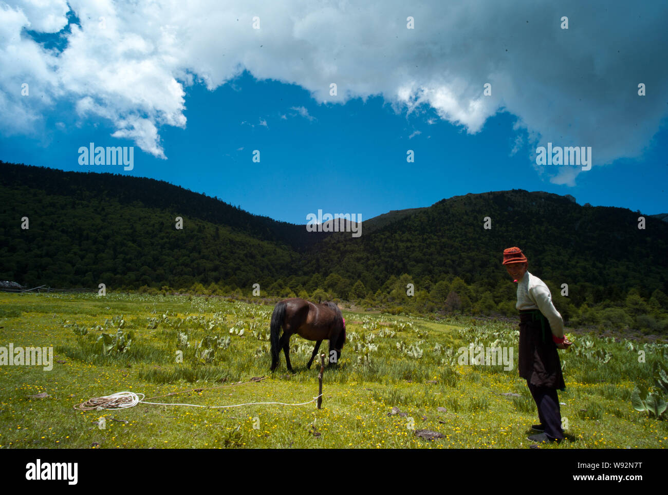 A horse grazes in the grass land in Shangri-la, southwest Chinas Yunnan Province, 11 June 2013.   Shangri-La is a fictional place described in the 193 Stock Photo