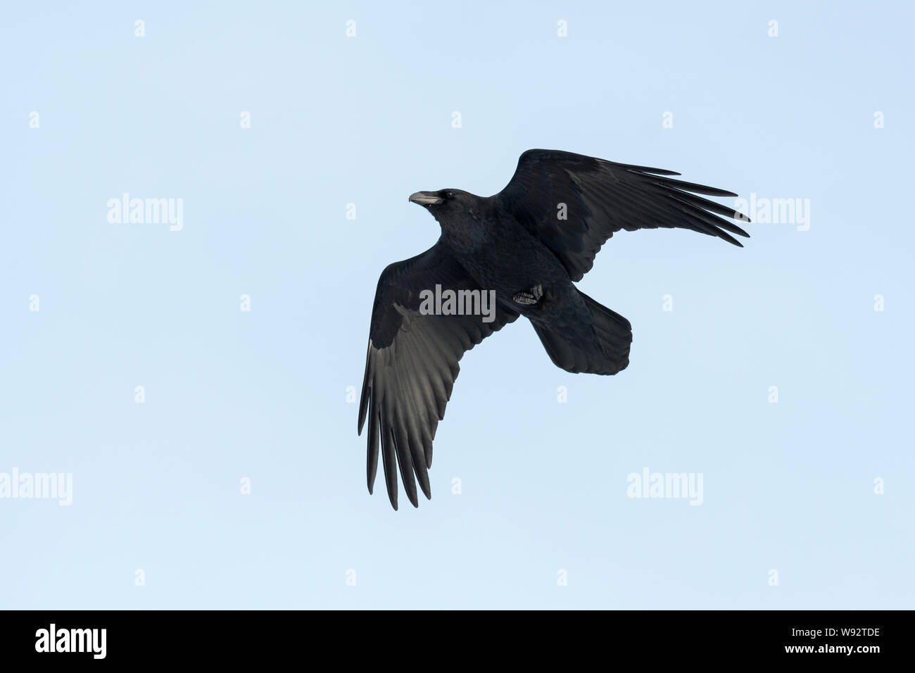 Raven (Corvus corax), Hornstrandir, Iceland Raven (Corvus corax), Hornstrandir Nature Reserve, Iceland Stock Photo