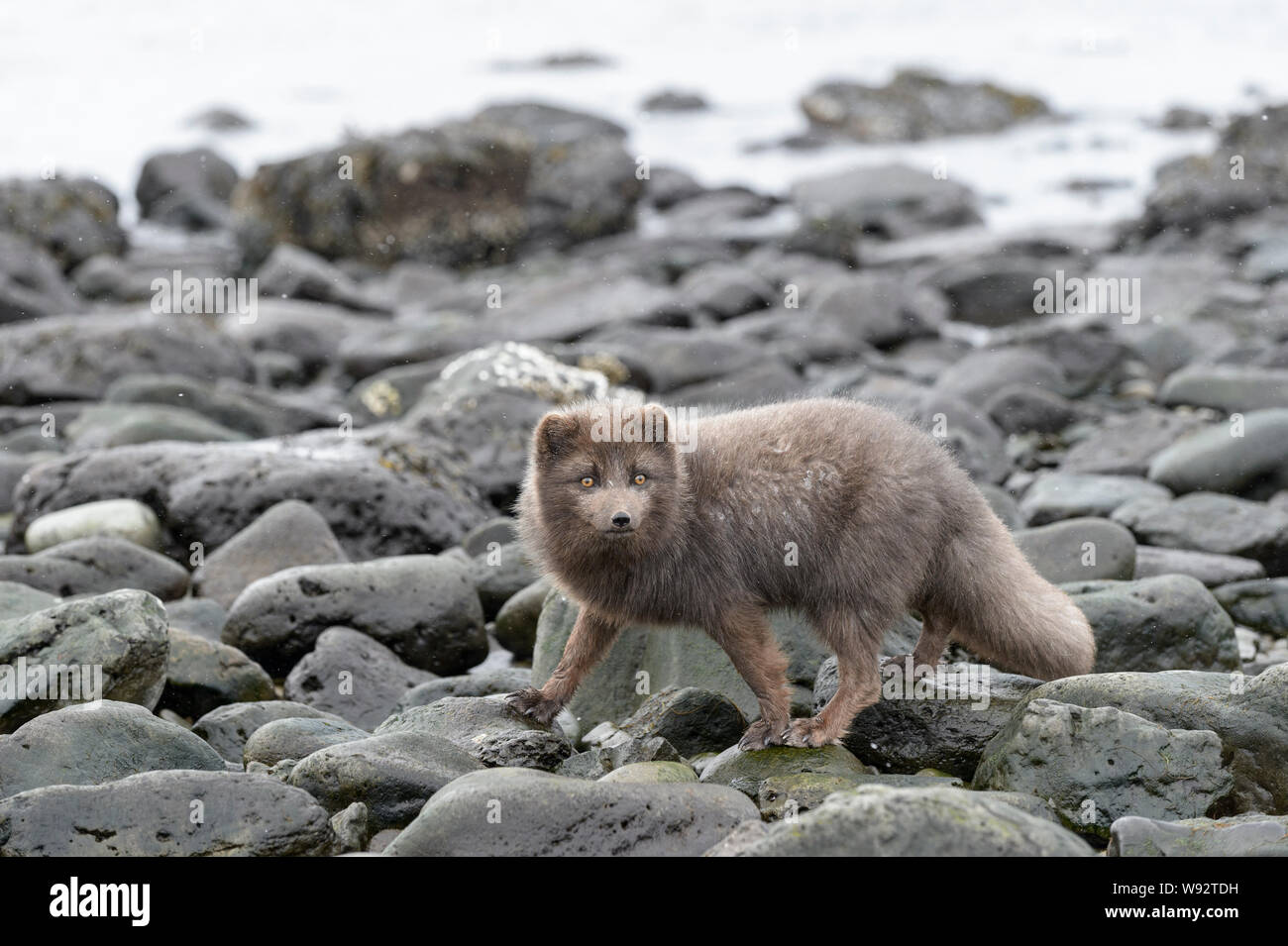 Arctic Fox (Vulpes [Alopex] Lagopus). Blue Colour Morph. Hornstrandir ...