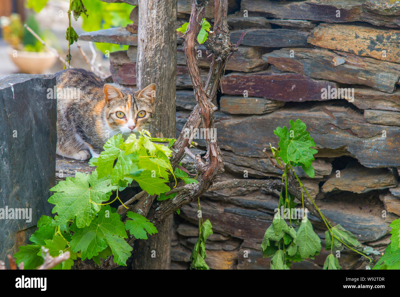 Tabby cat in garden Stock Photo - Alamy