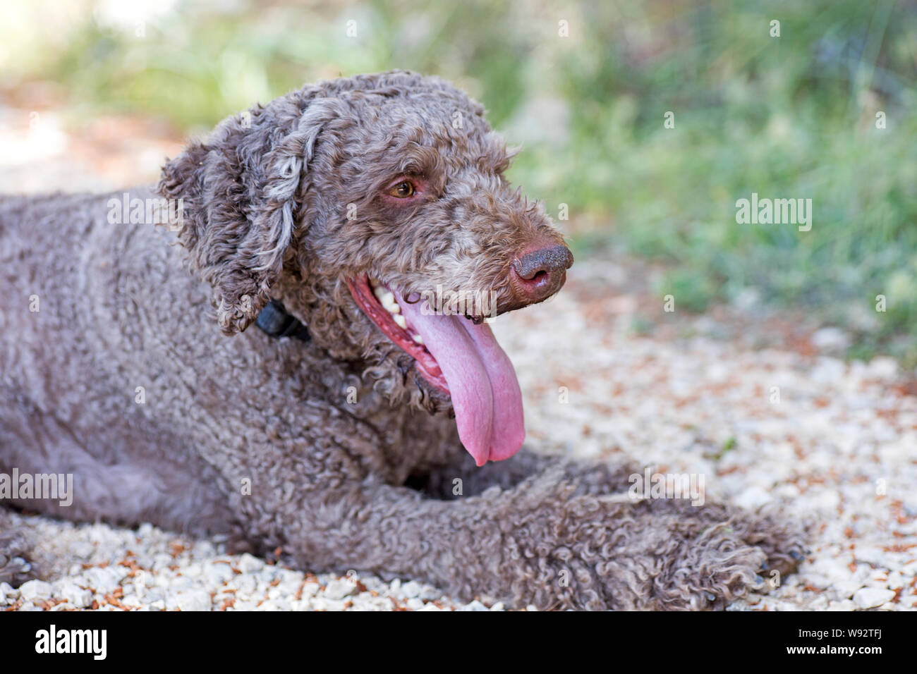 Lagotto romagnolo and truffle hires stock photography and images Alamy