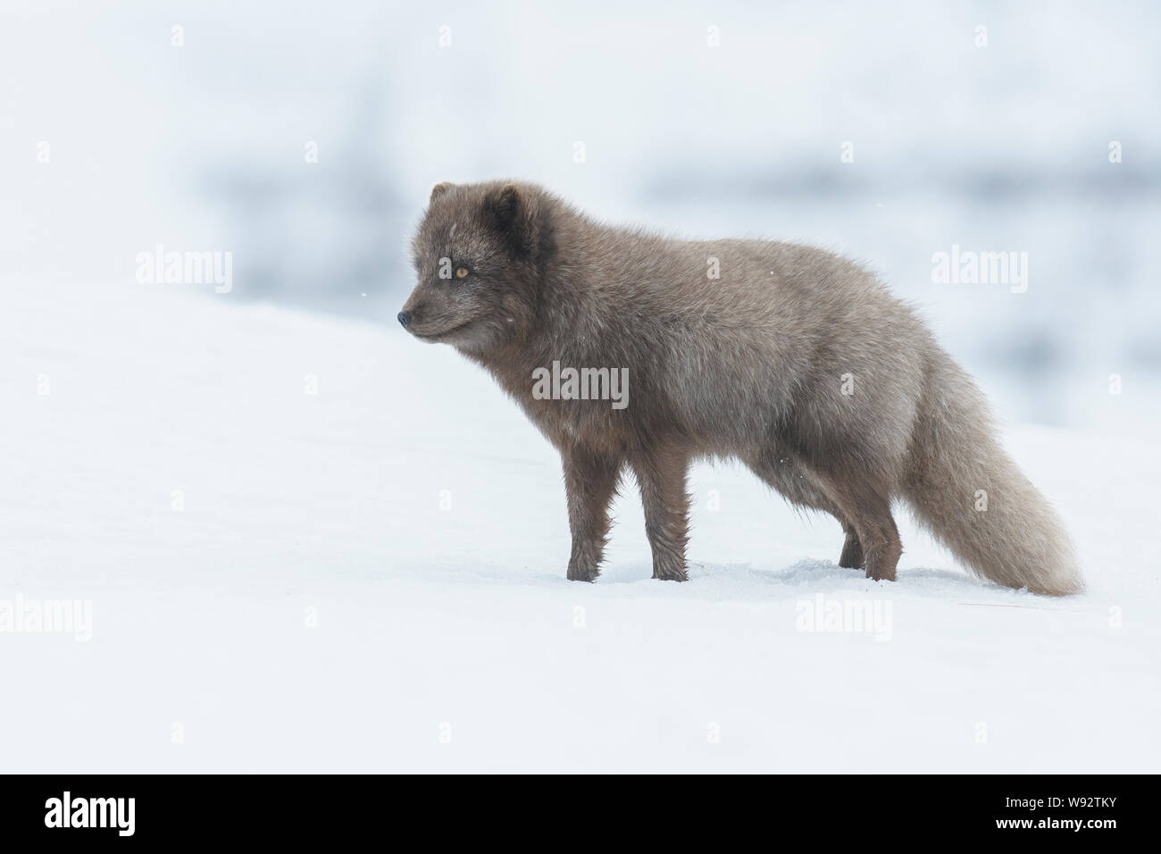 Arctic fox (Vulpes [Alopex] lagopus). Blue colour morph. Hornstrandir