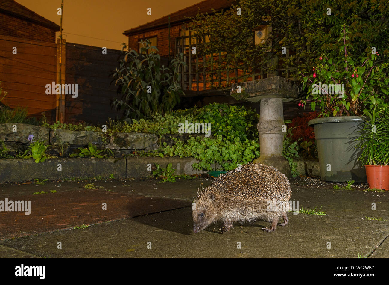 European hedgehog (Erinaceus europaeus), in urban garden, Manchester, UK. July 2018 Stock Photo