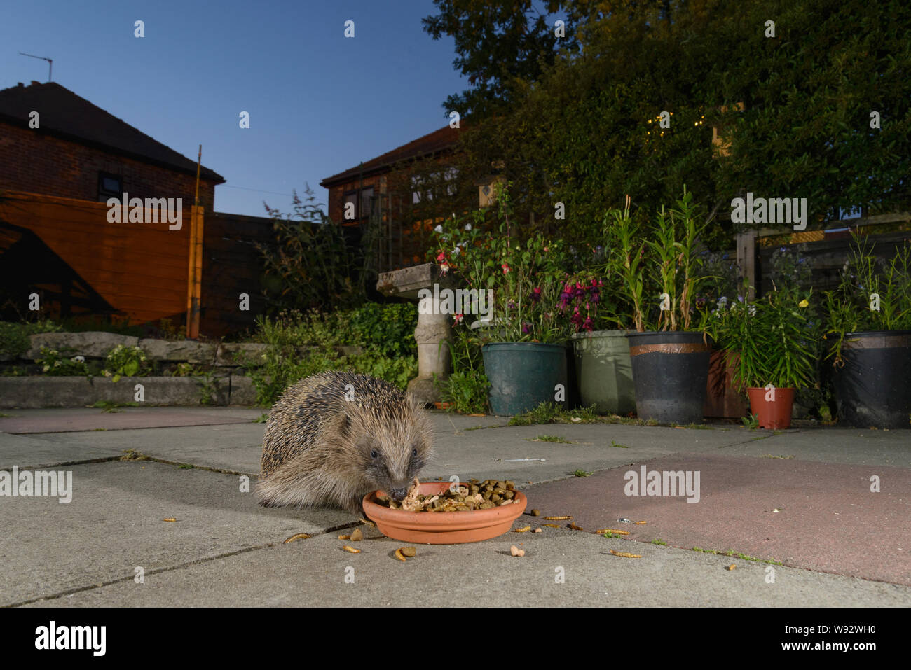 European hedgehog (Erinaceus europaeus),feeding from bowl in urban garden, Manchester, UK. July 2018 Stock Photo