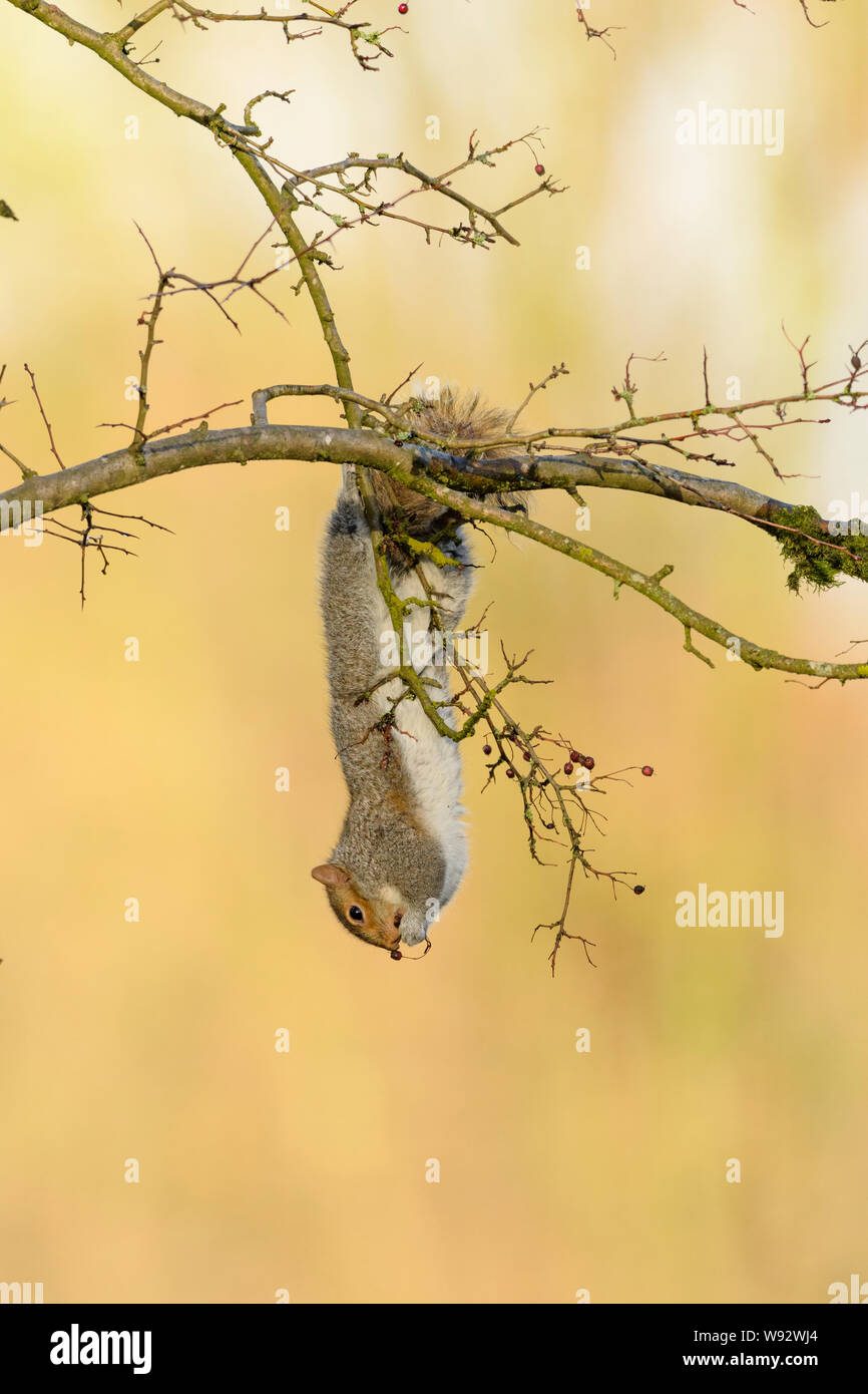 Grey squirrel (Sciurus carolinensis) feeding on hawthorn berries. Reddish Vale Country Park, Greater Manchester, UK. December 2018 Stock Photo