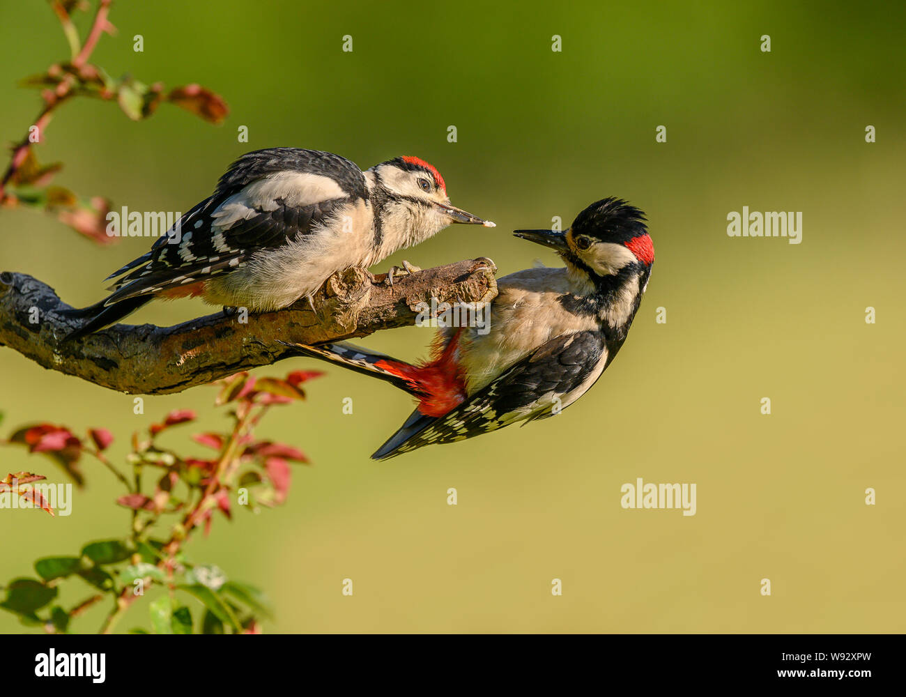 Greater Spotted Woodpeckers - Juvenile on the left and adult male on the right Stock Photo