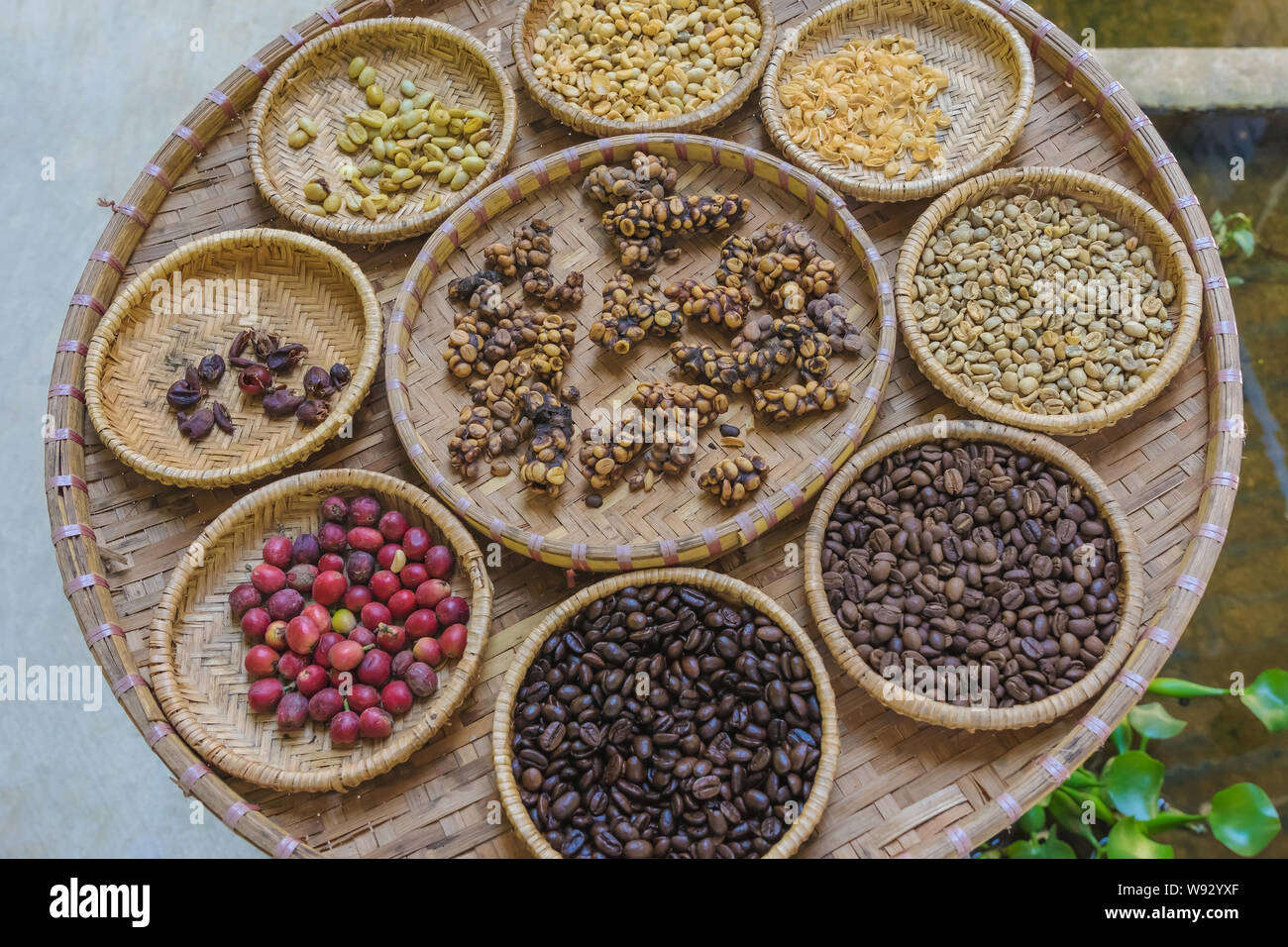 Digested Coffee Luwak coffee, Kopi luwak is coffee that includes part-digested coffee ...