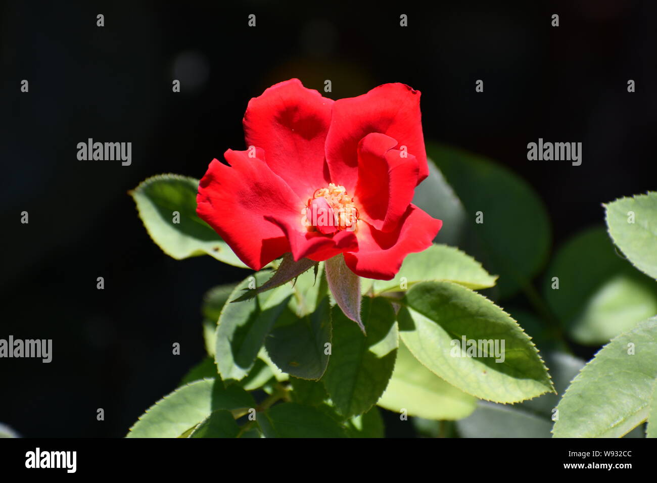 Heirloom rose blossom Stock Photo