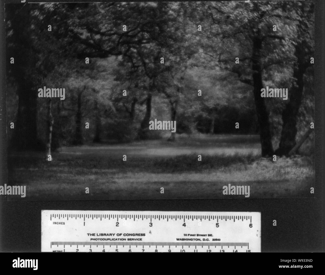 A sunlit glade in the New Forest Stock Photo Alamy