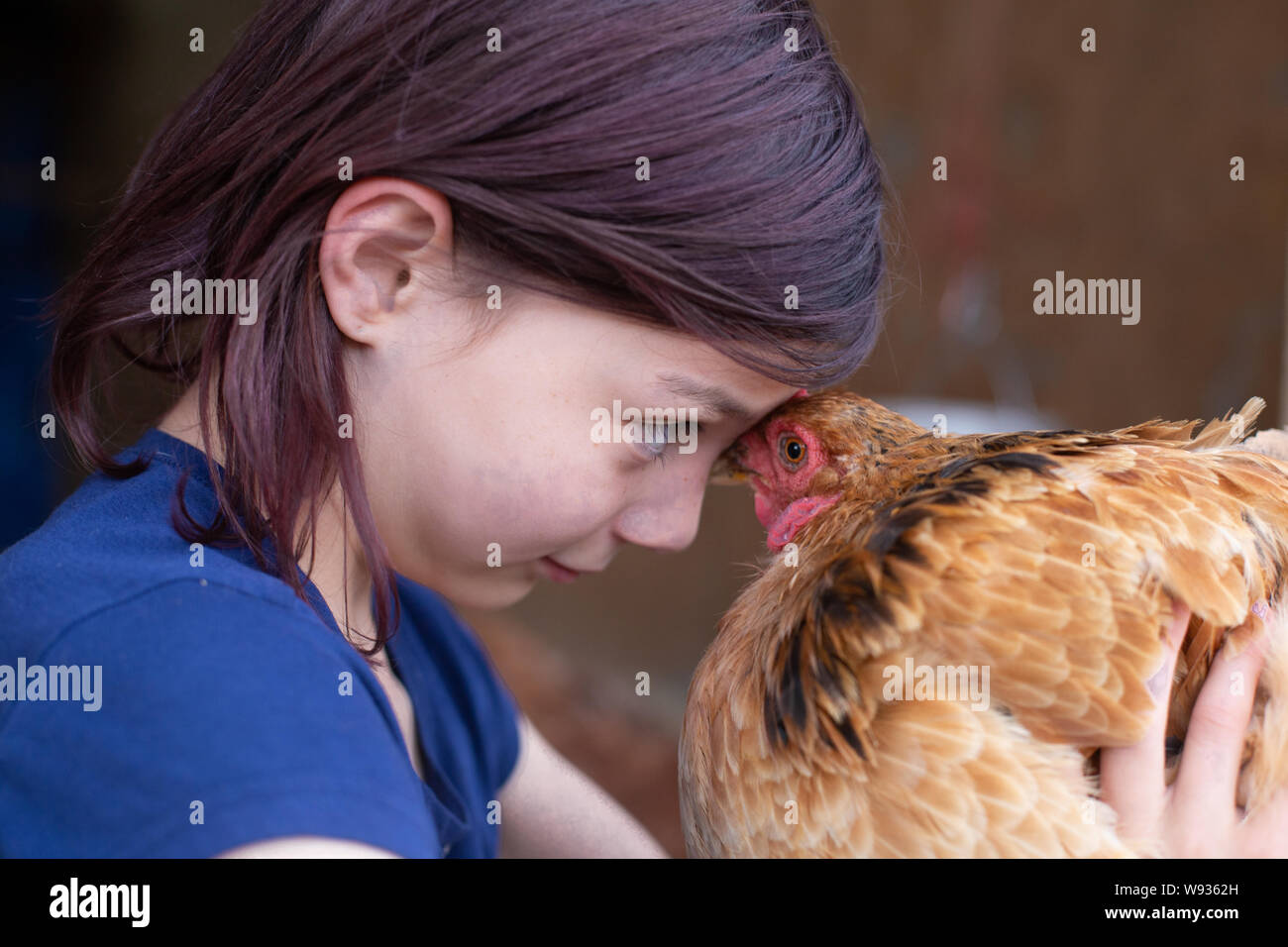 Girl face to face with hen in chicken coop Stock Photo