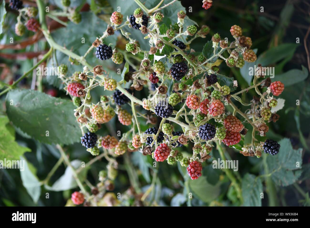 delicious blackberries on a truss Stock Photo