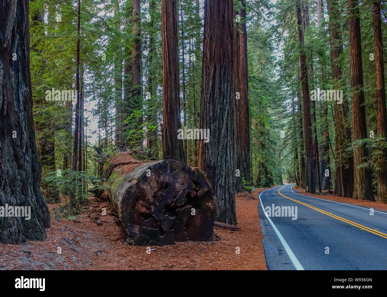 Road of giant redwoods Stock Photo