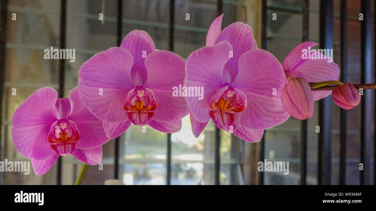 Detail of newly opened pink orchids in a greenhouse in the Valley of Anton in Panama Stock Photo