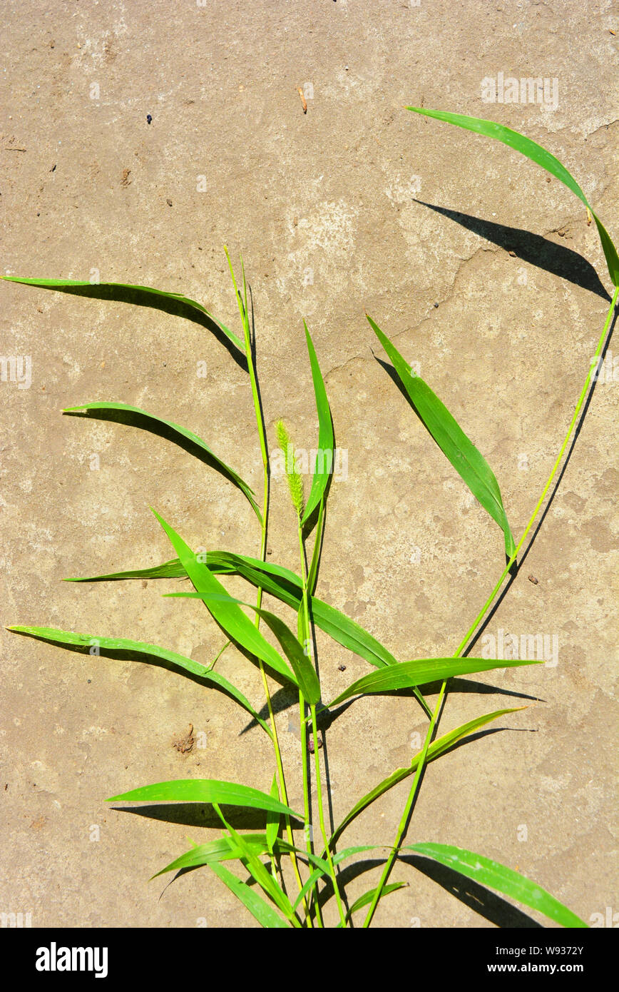 Green grass, setaria, foxtail, bristle grasses on cement building ...