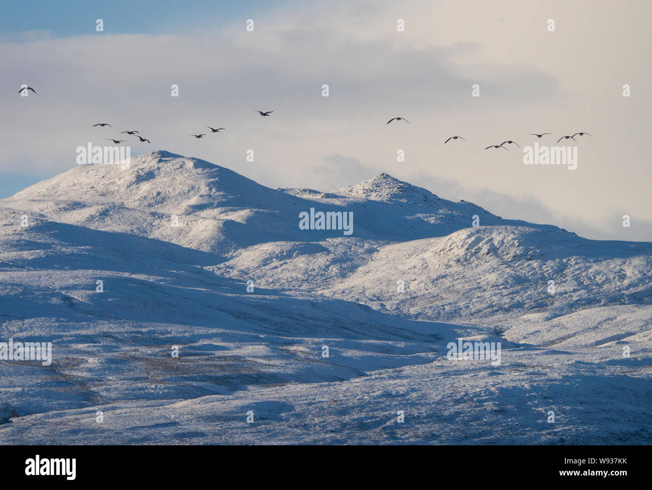 EASTER ROSS, SCOTLAND, UK - November 24, 2017: Pink-footed geese amid snowy conditions in Easter Ross, Scotland, UK on November 24, 2017. Snow fell on Stock Photo