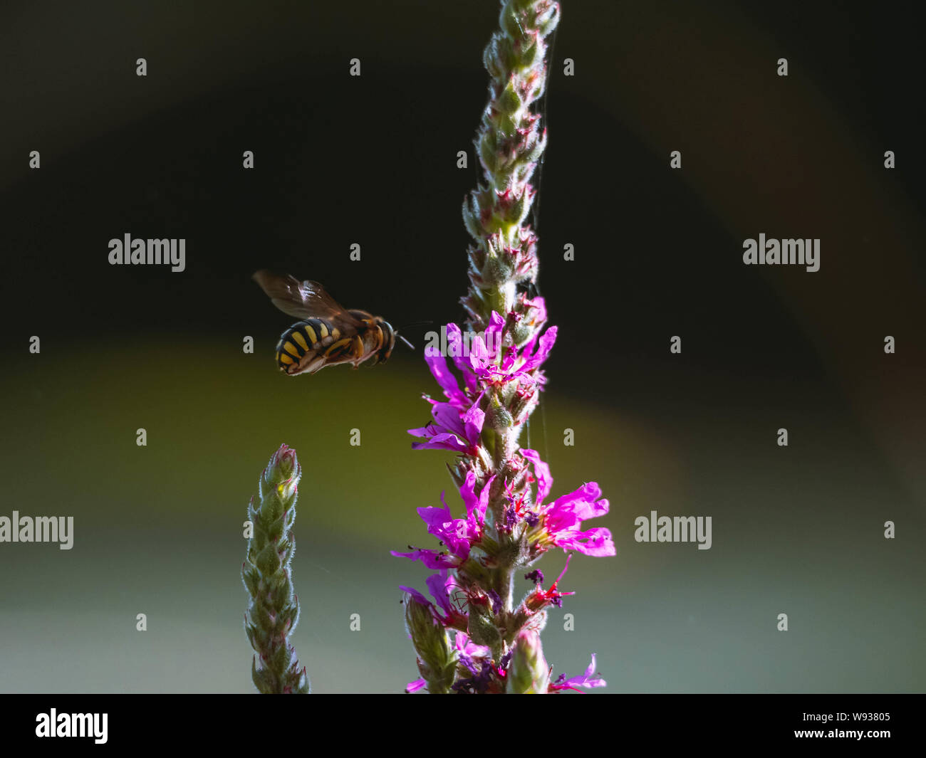 Hornet flying over a plant to eat the nectar and pollinate it Stock ...