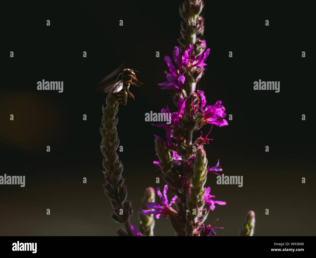 Hornet flying over a plant to eat the nectar and pollinate it Stock Photo