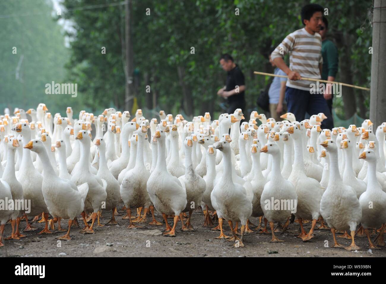 20 geese hi-res stock photography and images - Alamy