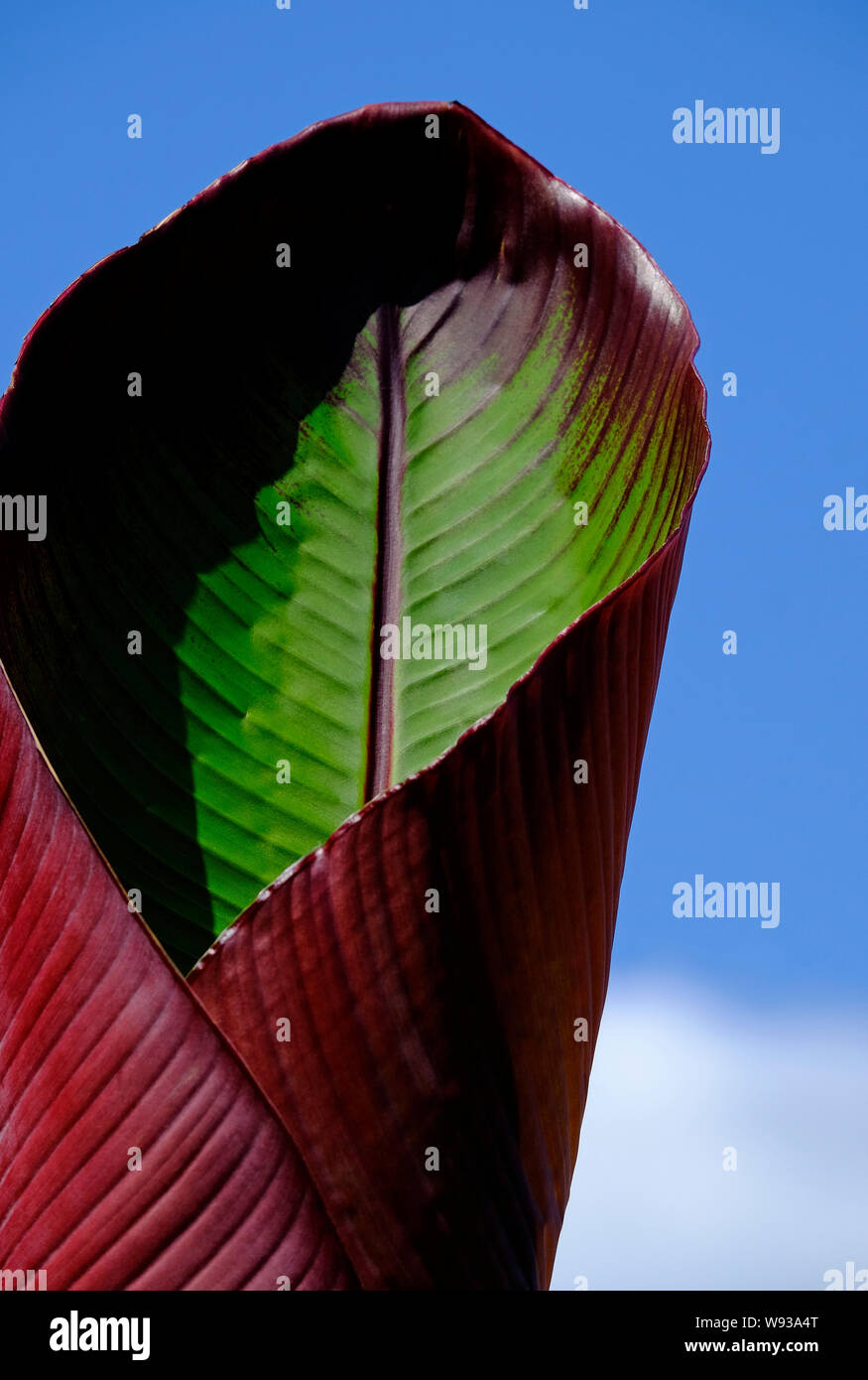 red banana plant leaf with blue sky background, norfolk, england Stock Photo