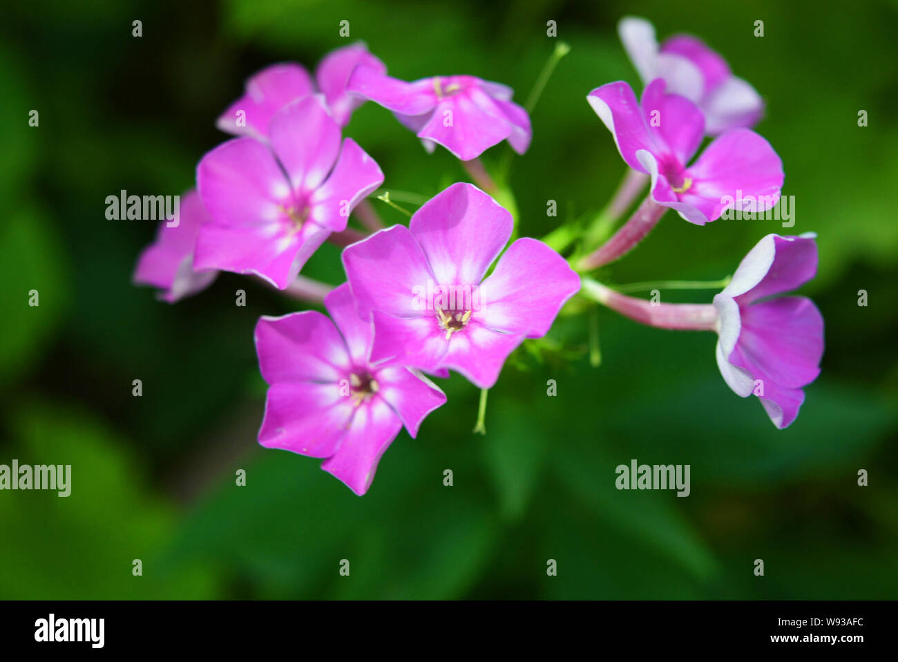 Bright and juicy flowers, bright purple phlox with a white edging on a green leafy background. Stock Photo