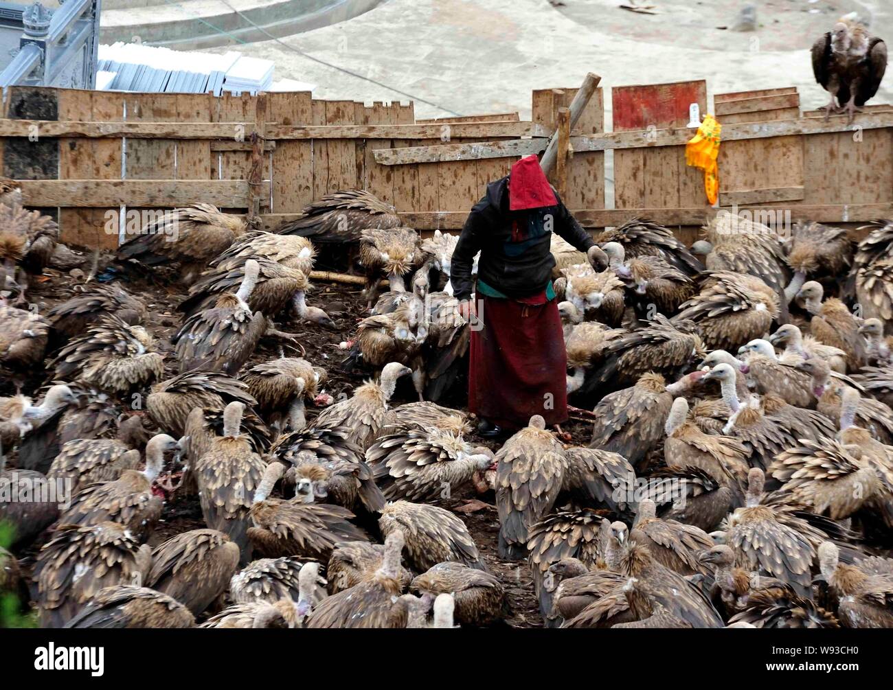A local Tibetan is standing in the midst of a flock of vultures resting on a hillside after a sky burial in Sertar county, Ganzi Tibetan Autonomous Pr Stock Photo