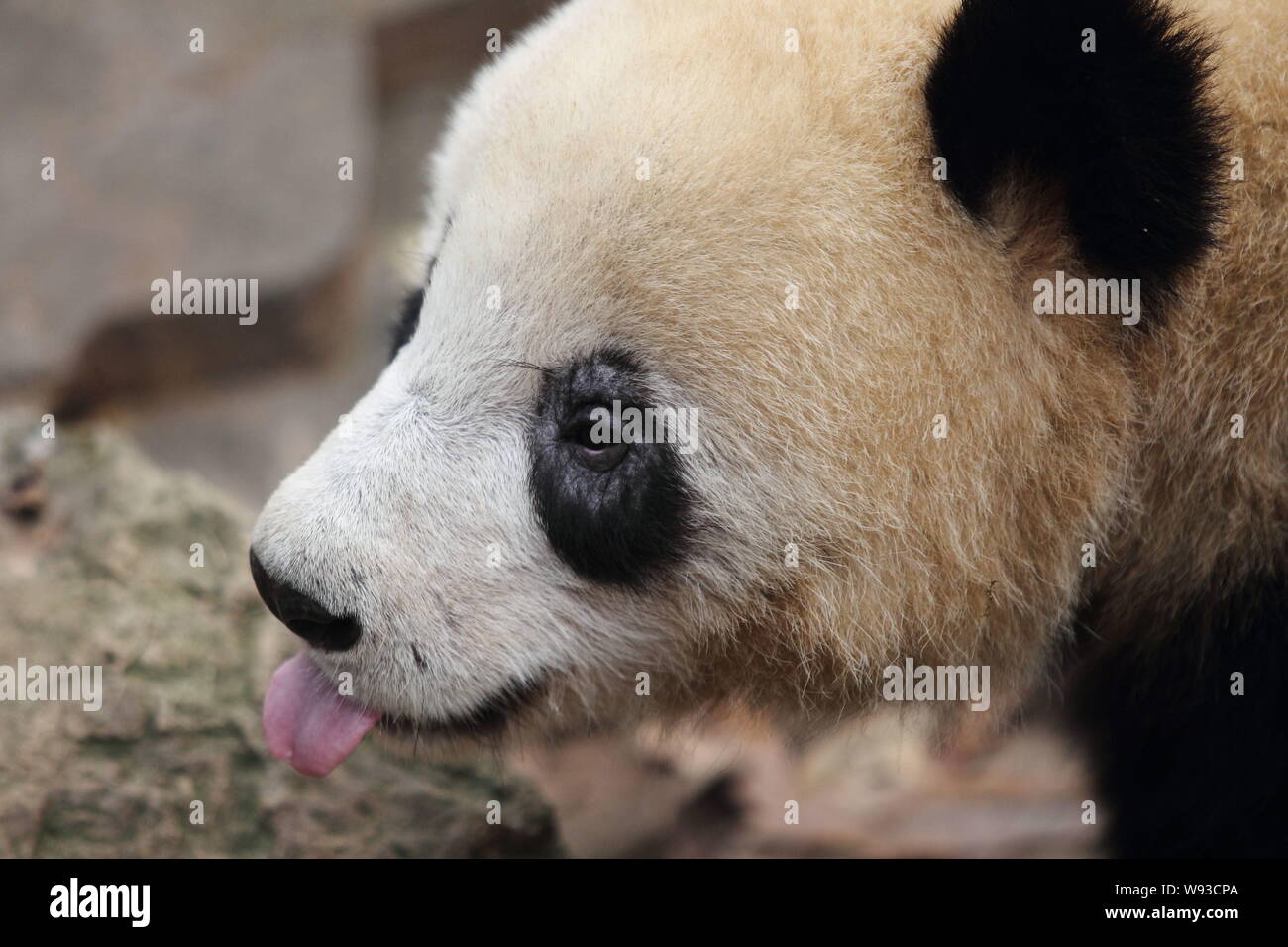 The fur of the black eye circles of Chengxiao, one of the giant panda twins  from Sichuan province, turns white due to mites at the Hangzhou Zoo in Han  Stock Photo -