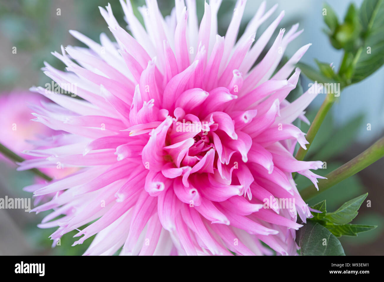 Dahlia ‘park princess’ hi-res stock photography and images - Alamy